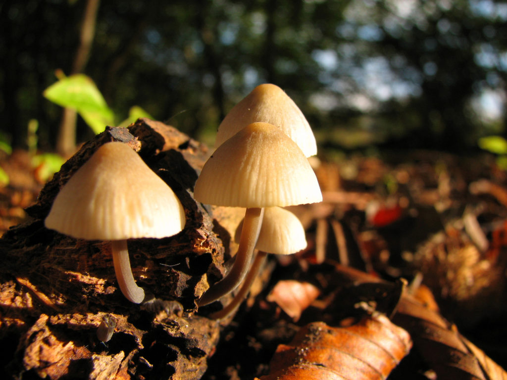 How can I make mushroom farm at home?